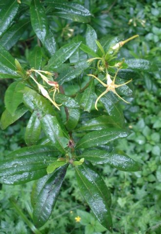 Strophanthus speciosus leaves